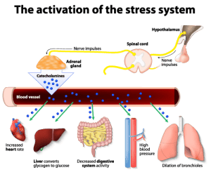 Activation of the stress system Activation of the stress system